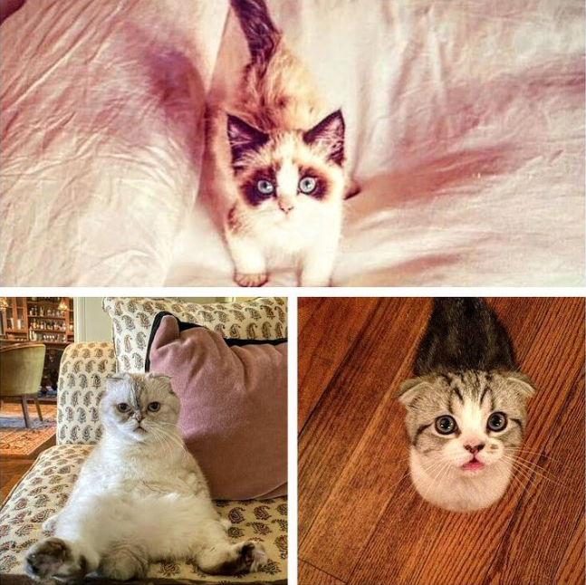 Taylor Swift Cats