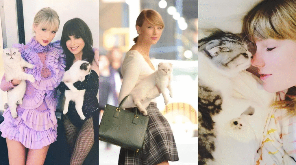 Taylor Swift Cats
