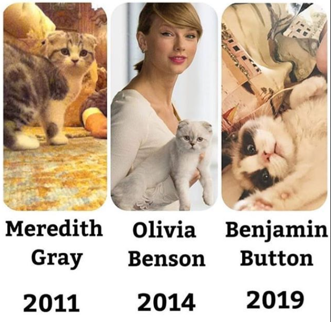 Taylor Swift Cats