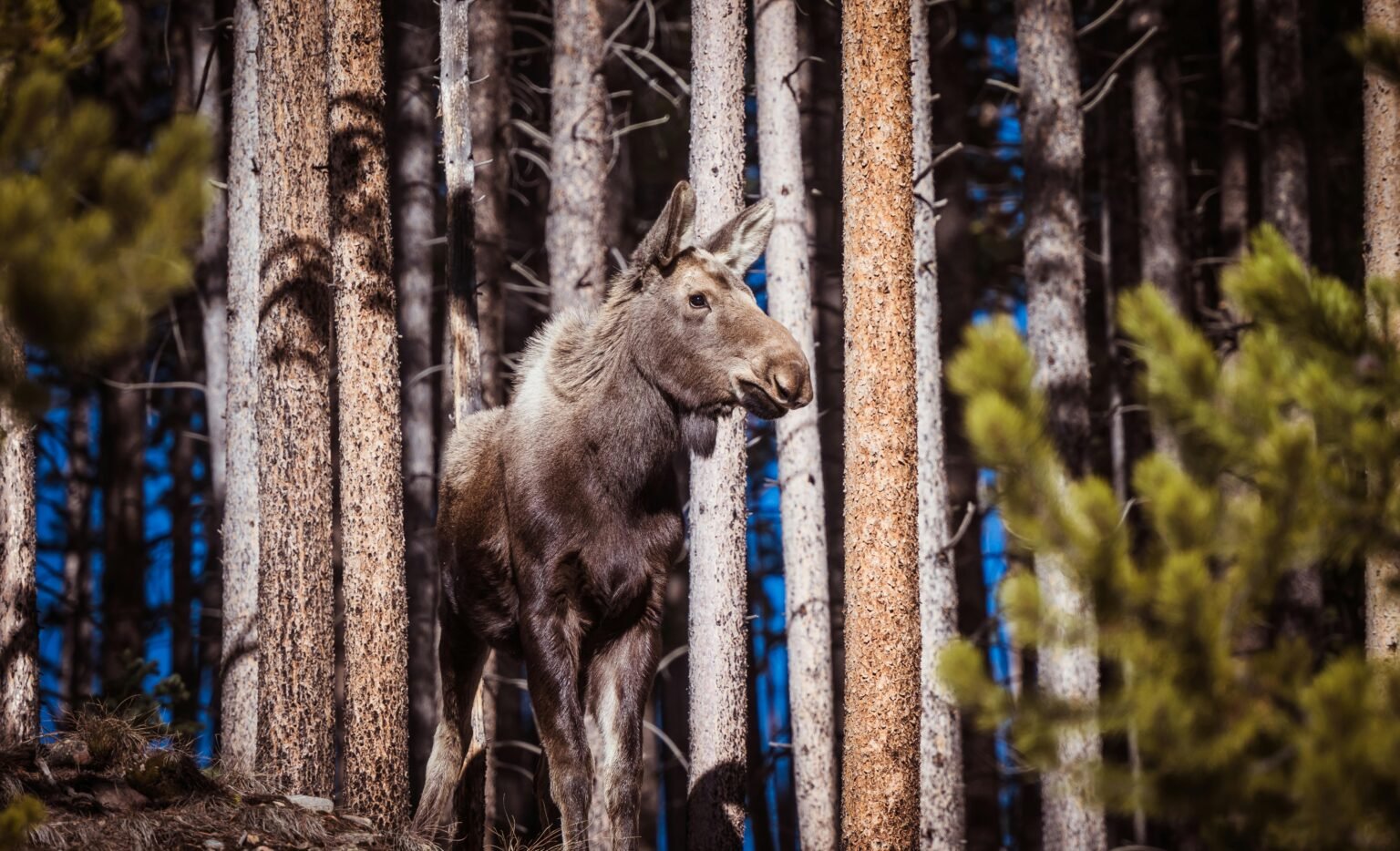 7 Powerful Facts About Moose Antlers: Growth, Purpose & Ecology