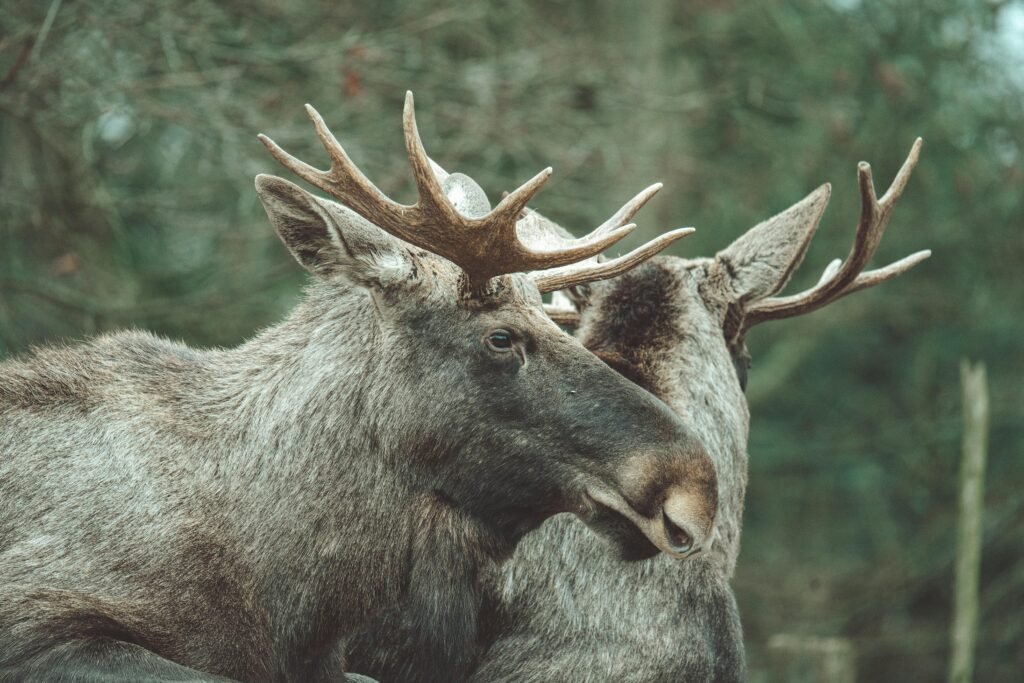 Moose antlers