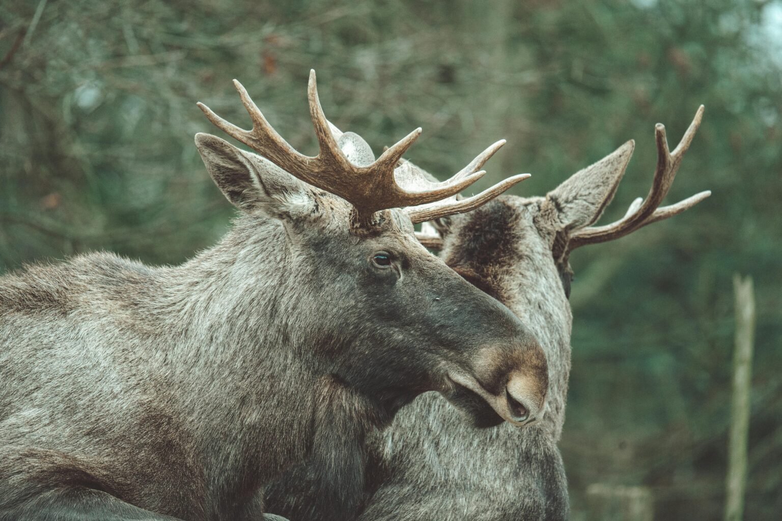 7 Powerful Facts About Moose Antlers: Growth, Purpose & Ecology
